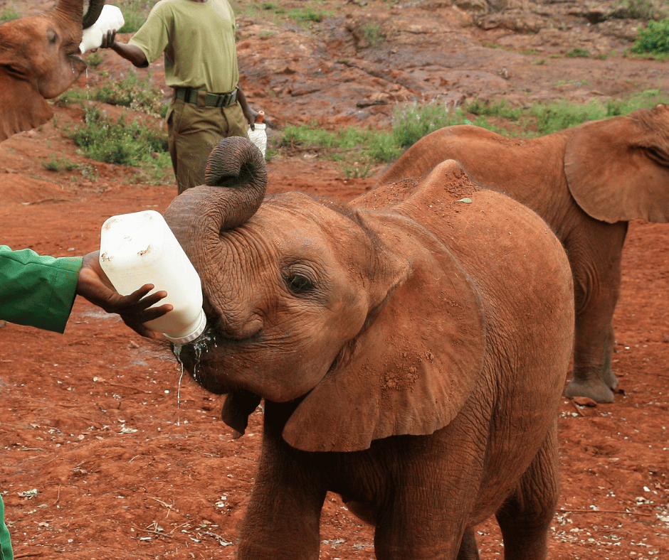 David Sheldrick Wildlife Trust